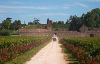 Chateau Grand Mayne and Vineyard | Obraz na stenu
