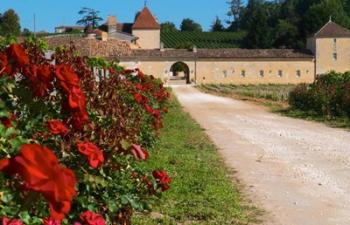 Chateau Grand Mayne Vineyard and Roses | Obraz na stenu