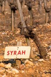 Syrah Vine and Sign at La Truffe de Ventoux Truffle Farm | Obraz na stenu