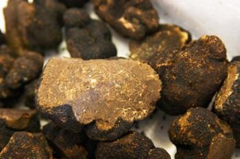 Truffles at La Truffe de Ventoux Truffle Farm | Obraz na stenu