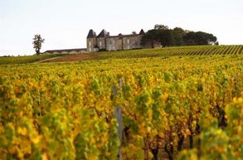 Vineyard and Medieval Chateau | Obraz na stenu