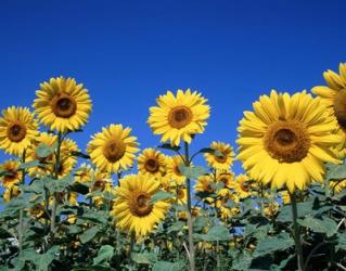 Sunflowers, France | Obraz na stenu