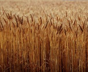 Field of Wheat, France | Obraz na stenu