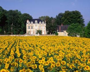 Sunflowers and Chateau, Loire Valley, France | Obraz na stenu
