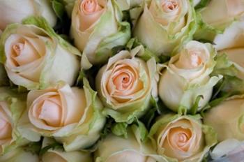 Marche Aux Fleurs, Cours Saleya, French Riviera, France | Obraz na stenu