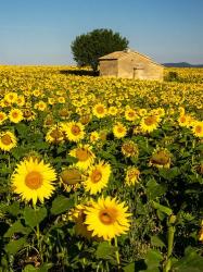 France, Provence, Old Farm House In Field Of Sunflowers | Obraz na stenu