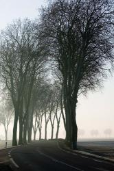 Country Road in Morning Mist | Obraz na stenu