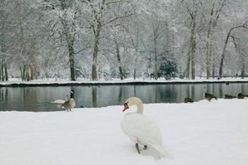 Chateau de Vizille Park, Swan Lake | Obraz na stenu