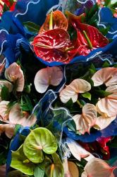 Flamingo Flower, Seafront Market | Obraz na stenu