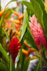 Red Ginger Flowers, Seafront Market | Obraz na stenu