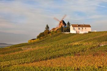 Windmill and Vineyards | Obraz na stenu