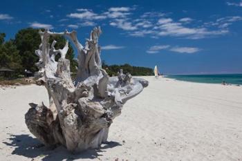 Town Beach Driftwood in Ghisonaccia | Obraz na stenu