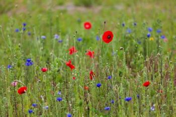 Poppies, Dunkerque | Obraz na stenu