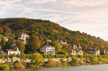 Horses at Neckar River in Germany | Obraz na stenu