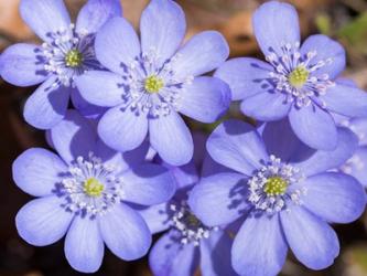 Liverwort In Full Bloom In The Eastern Alps Germany, Bavaria | Obraz na stenu