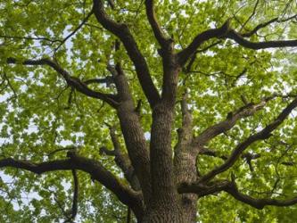 Giant Oak Hainich Woodland In Thuringia, Germany | Obraz na stenu