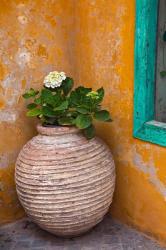 Flower in pot, Crete, Greece | Obraz na stenu
