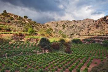 Vineyard, Crete, Greece | Obraz na stenu