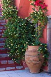 Large Pot With Honeysuckle Vine, Santorini, Greece | Obraz na stenu