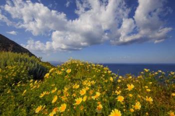 Europe, Greece, Santorini Wildflowers And Ocean Landscape | Obraz na stenu