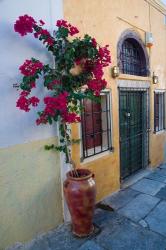 Bougenvillia Vine in Pot, Oia, Santorini, Greece | Obraz na stenu