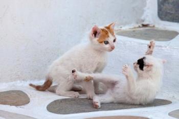 Kittens Playing, Mykonos, Greece | Obraz na stenu