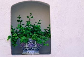 Alcove Plant, Santorini, Greece | Obraz na stenu
