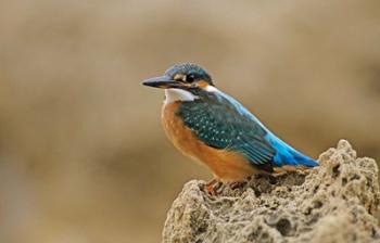 Common Kingfisher bird, Cliff, Cyprus | Obraz na stenu