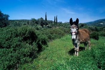 Domestic Donkey, Samos, Greece | Obraz na stenu
