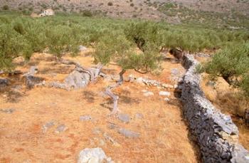 Olive Orchard and Stone Wall, Greece | Obraz na stenu