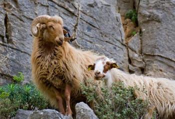 Greece, Crete, Lasithi, Wild Sheep, Kavousi Gorge | Obraz na stenu