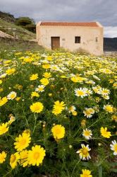 Wildflowers and church of St, Island of Spinalonga, Crete, Greece | Obraz na stenu