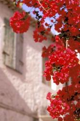 Red Flowers on Main Street, Kardamyli, Messina, Peloponnese, Greece | Obraz na stenu