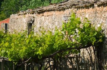 Vineyard Detail, Assos, Kefalonia, Ionian Islands, Greece | Obraz na stenu