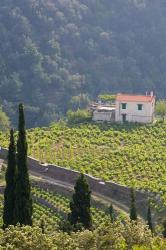 Hillside Vineyard, Manolates, Samos, Aegean Islands, Greece | Obraz na stenu