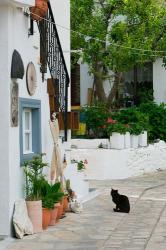 Street View with Black Cat, Manolates, Samos, Aegean Islands, Greece | Obraz na stenu