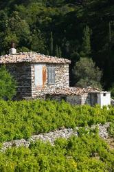 Vineyard, Vourliotes, Samos, Aegean Islands, Greece | Obraz na stenu