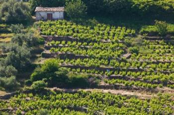 Greece, Aegean Islands, Samos, Vourliotes Vineyard | Obraz na stenu