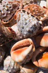 Greece, Dodecanese, Rhodes, Seashells | Obraz na stenu