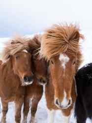 Icelandic Horses With Typical Thick Shaggy Winter Coat, Iceland 12 | Obraz na stenu