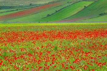 Europe, Italy, Castellucio Piano Grande Field Of Flowers | Obraz na stenu