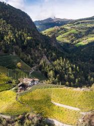 Viniculture Near Klausen In South Tyrol During Autumn, Italy | Obraz na stenu