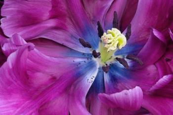 Tulip Closeup, Keukenhof Gardens, Lisse, Netherlands, Holland | Obraz na stenu