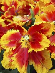 Yellow And Red Parrot Tulips | Obraz na stenu