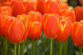 Keukenhof Gardens, Netherlands | Obraz na stenu