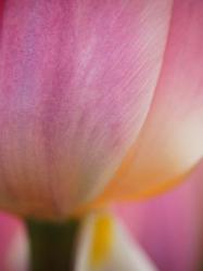 Macro Of Colorful Tulip 1, Netherlands | Obraz na stenu
