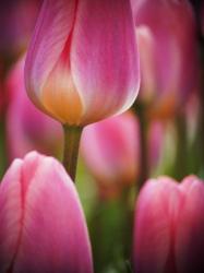 Macro Of Colorful Tulip 2, Netherlands | Obraz na stenu