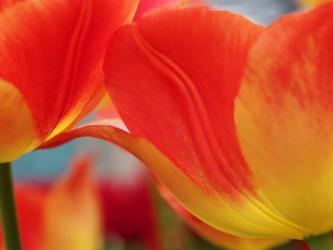 Macro Of Colorful Tulip 3, Netherlands | Obraz na stenu