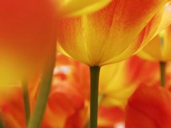 Macro Of Colorful Tulip 4, Netherlands | Obraz na stenu