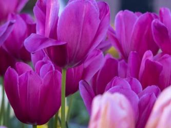 Tulip Close-Ups 1, Lisse, Netherlands | Obraz na stenu